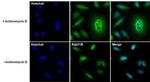 RAB11B Antibody in Immunocytochemistry (ICC/IF)