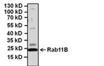 RAB11B Antibody in Western Blot (WB)