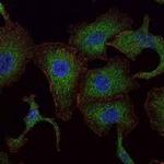 RAB25 Antibody in Immunocytochemistry (ICC/IF)