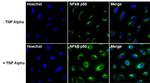 Rabbit IgG (H+L) Highly Cross-Adsorbed Secondary Antibody in Immunocytochemistry (ICC/IF)