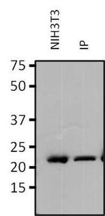 RAP1A Antibody in Immunoprecipitation (IP)