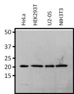 RAP1A Antibody in Western Blot (WB)