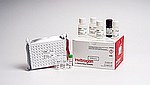 Rat Progesterone Rapid ELISA Kit (EELR018)