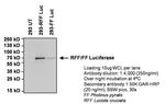 Red Firefly Luciferase Antibody in Western Blot (WB)