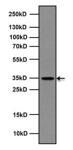 Rex1 Antibody in Western Blot (WB)