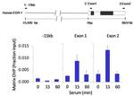 Rex1 Antibody in ChIP Assay (ChIP)