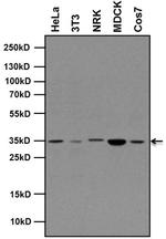 Rex1 Antibody in Western Blot (WB)