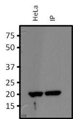 RhoA/RhoB/RhoC Antibody in Immunoprecipitation (IP)