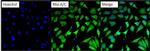 RhoA/RhoC Antibody in Immunocytochemistry (ICC/IF)