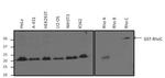 RhoA/RhoC Antibody in Western Blot (WB)