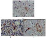 S100A1 Antibody in Immunohistochemistry (Paraffin) (IHC (P))