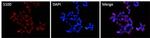 S100A1 Antibody in Immunocytochemistry (ICC/IF)