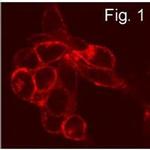 S1P1 Antibody in Immunocytochemistry (ICC/IF)