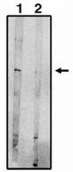 EDG8 Antibody in Western Blot (WB)