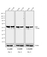 Mouse IgG2a Secondary Antibody in Western Blot (WB)