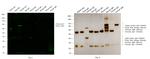 Chicken IgY (H+L) Secondary Antibody in Western Blot (WB)