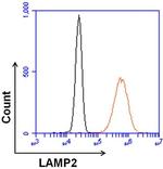 Rat IgG (H+L) Cross-Adsorbed Secondary Antibody in Flow Cytometry (Flow)