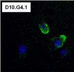 Rat IgG (H+L) Cross-Adsorbed Secondary Antibody in Immunocytochemistry (ICC/IF)