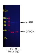 Goat IgG (H+L) Cross-Adsorbed Secondary Antibody in Western Blot (WB)