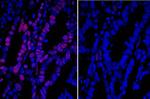 Goat IgG (H+L) Cross-Adsorbed Secondary Antibody in Immunohistochemistry (Paraffin) (IHC (P))