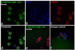 Human IgG Fc Cross-Adsorbed Secondary Antibody in Immunocytochemistry (ICC/IF)