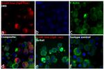 Human IgG Fc Cross-Adsorbed Secondary Antibody in Immunocytochemistry (ICC/IF)