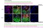 Human IgG Fc Cross-Adsorbed Secondary Antibody