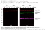 Human IgG Fc Cross-Adsorbed Secondary Antibody in Western Blot (WB)