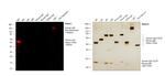 Human IgG Fc Cross-Adsorbed Secondary Antibody in Western Blot (WB)