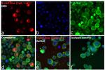 Human IgG Fc Cross-Adsorbed Secondary Antibody in Immunocytochemistry (ICC/IF)