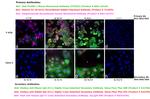 Human IgG Fc Cross-Adsorbed Secondary Antibody