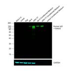 Human IgG Fc Cross-Adsorbed Secondary Antibody in Western Blot (WB)