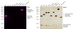 Human IgG Fc Cross-Adsorbed Secondary Antibody in Western Blot (WB)