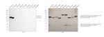 Human IgA1 Secondary Antibody in Western Blot (WB)