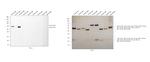 Human IgA2 Secondary Antibody in Western Blot (WB)