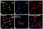 Human IgG (Heavy chain) Secondary Antibody in Immunocytochemistry (ICC/IF)