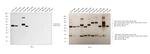 Human IgG (Heavy chain) Secondary Antibody in Western Blot (WB)