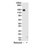 Rabbit IgG Fc Secondary Antibody in Western Blot (WB)