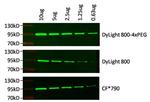 Rabbit IgG (H+L) Secondary Antibody in Western Blot (WB)