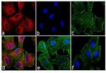 Rat IgG (H+L) Cross-Adsorbed Secondary Antibody in Immunocytochemistry (ICC/IF)