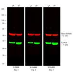 Rat IgG (H+L) Cross-Adsorbed Secondary Antibody in Western Blot (WB)