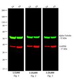 Rat IgG (H+L) Cross-Adsorbed Secondary Antibody in Western Blot (WB)