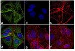 Mouse IgG (H+L) Cross-Adsorbed Secondary Antibody in Immunocytochemistry (ICC/IF)