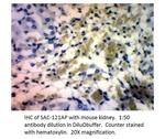 Soluble Adenylate Cyclase 1 Antibody in Immunohistochemistry (IHC)