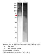 SAPOSIN-C Antibody in Western Blot (WB)