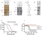 SCD Antibody in Immunoprecipitation (IP)