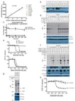 SCD Antibody in Western Blot (WB)