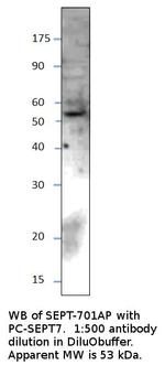 SEPT7 Antibody in Western Blot (WB)