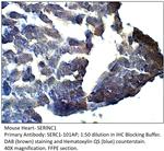 SERINC1 Antibody in Immunohistochemistry (IHC)