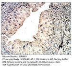 SERINC4 Antibody in Immunohistochemistry (IHC)